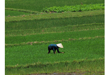 Vietnam Program
